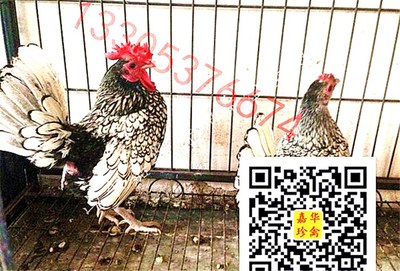 紅腹錦雞叫聲免費下載