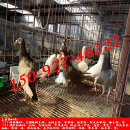 白羽王肉鴿養(yǎng)殖利潤(rùn) 雙塔區(qū)東盛珍禽園
