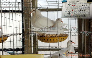 全國良種肉鴿養殖基地 供應肉鴿 種鴿