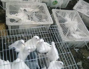 預見商機,養殖肉鴿讓他年收入7萬元