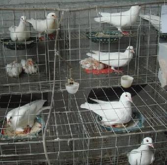 肉鴿燒烤可以嗎肉鴿養殖場出售燒烤鴿養殖場_志趣網