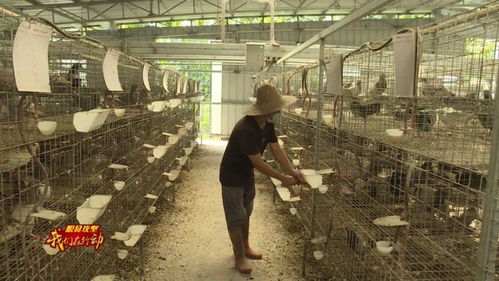 南林鄉 發展肉鴿養殖業 助力農民脫貧致富