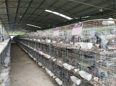 山東哪里有養肉鴿的地方 肉鴿批發價格