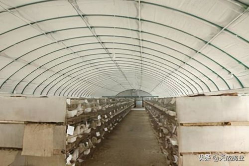 肉鴿養殖大棚怎樣建設