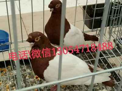 aa元寶鴿種鴿價格