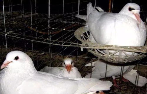 農村種植 養殖這三種動物,穩賺不賠,年利潤高達幾十萬沒問題