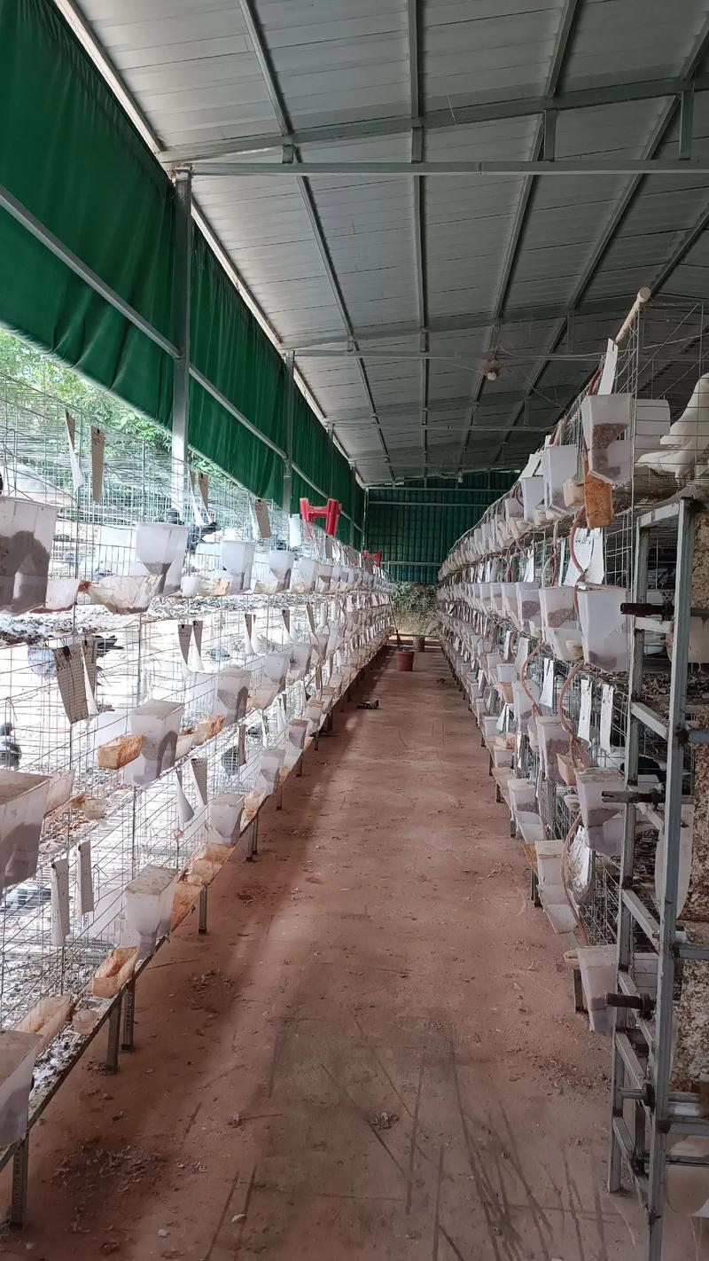 肉鴿養殖 一份耕耘,一份收獲.雖然養殖很辛苦,但是只有付出