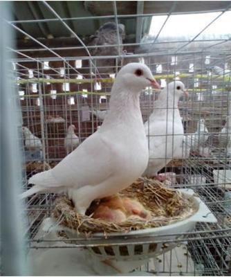 白羽王鴿作為肉鴿品種有什么優勢?肉鴿疾病預防鴿糧挑選