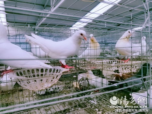 牢記諄諄囑托 奮力追趕超越 平利縣老縣鎮貧困戶的致富路